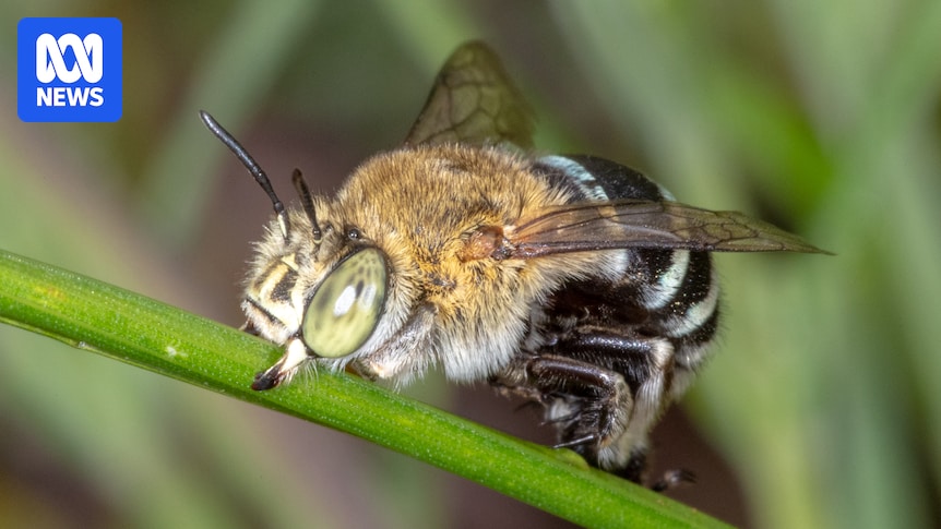 Insects are ‘the little things that run the world’. Now you can help choose Australia’s favourite