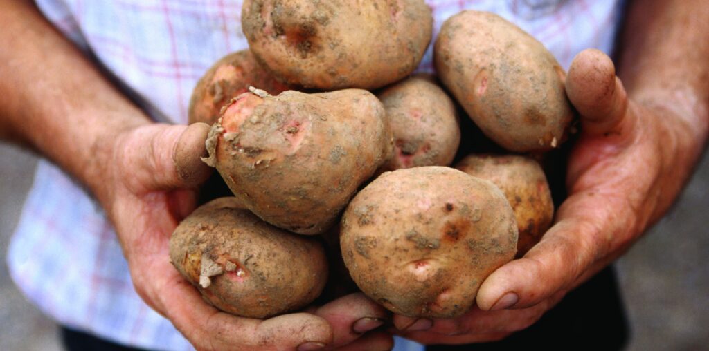 Potatoes! Ireland's original super food.