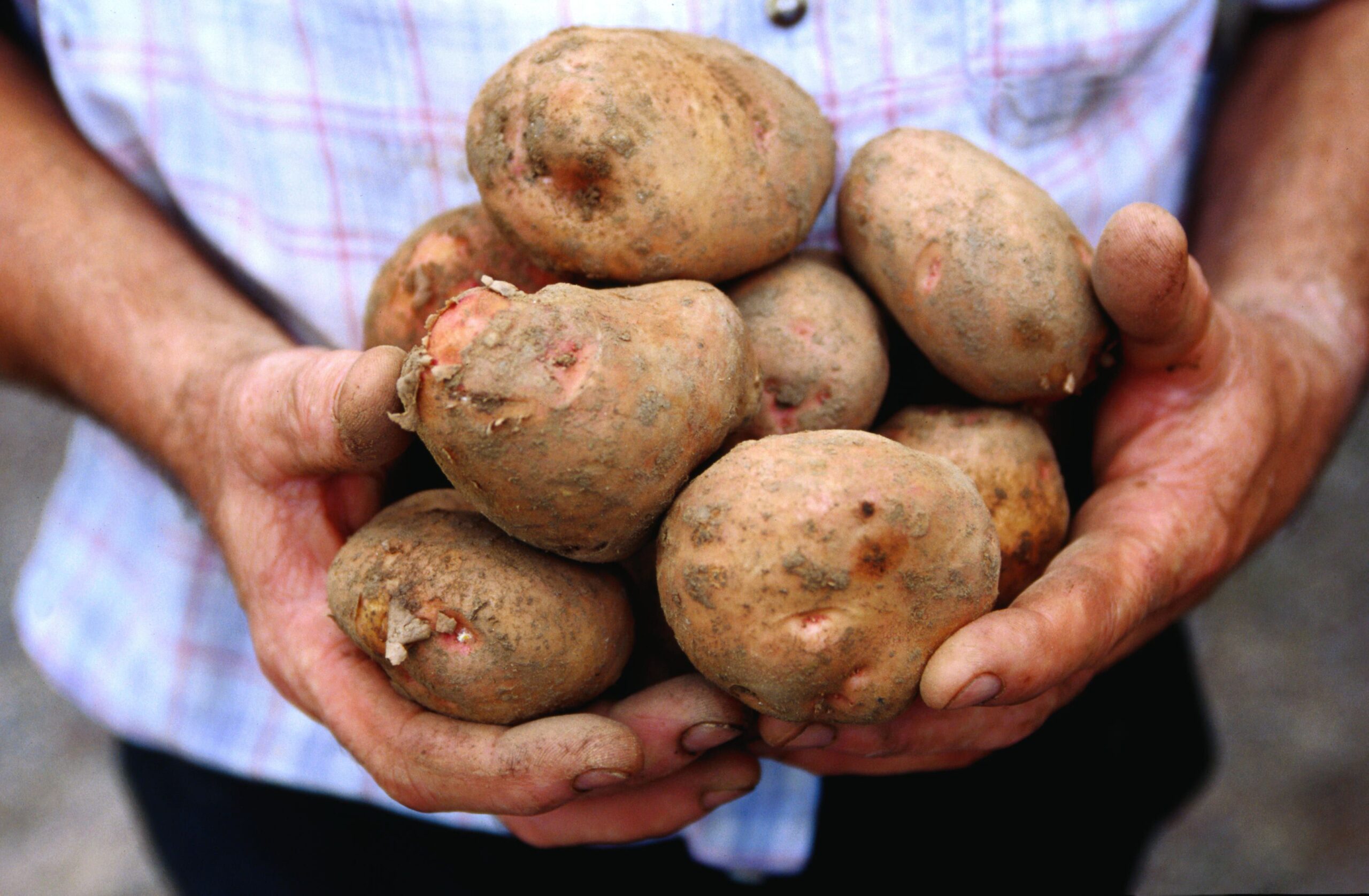 Ireland’s best kept secret? Potatoes are the original superfood