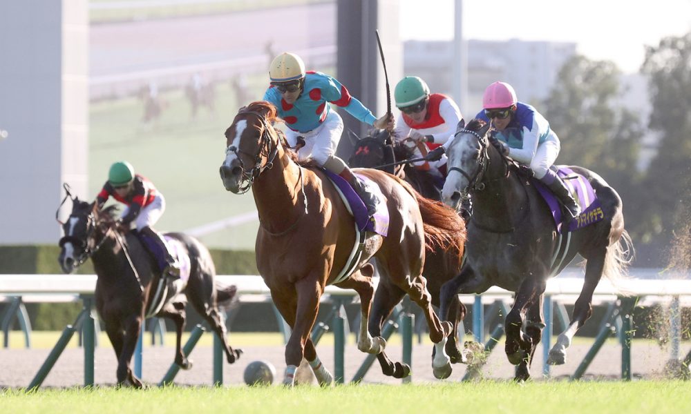 Kikuka Sho: Urban Chic Triumphs in the Final Leg of Japan’s Triple Crown