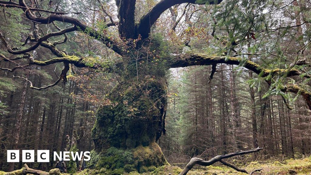 Lochaber’s Skipinnish Oak wins UK Tree of the Year