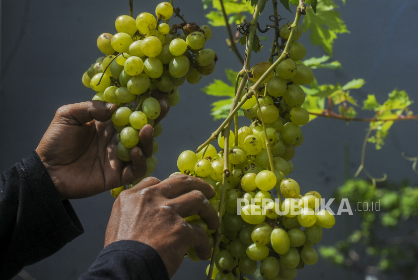 Malaysia Nyatakan Anggur Shine Muscat di Negaranya Aman, tak Ada Pestisida Berlebihan  |Republika Online