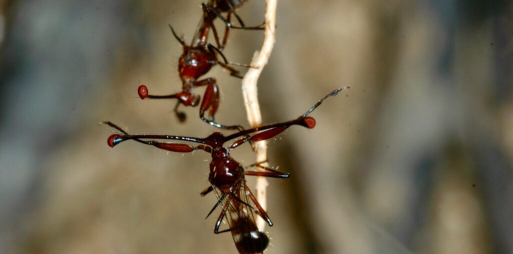 Male stalk-eyed flies with short eyestalks are less attractive to females but fight more fiercely, scientists discover