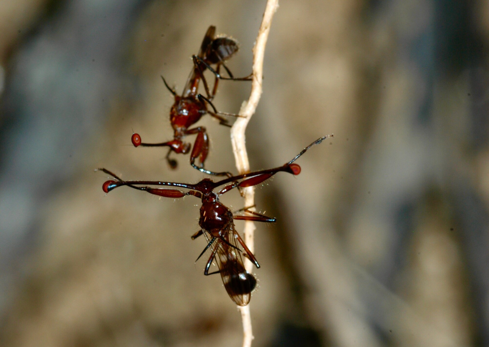 Male stalk-eyed flies with short eyestalks are less attractive to females but fight more fiercely, scientists discover