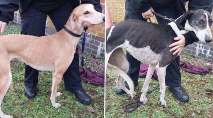 Men lose their dogs and are fined £14k for hare coursing offences  – Farmers Guide