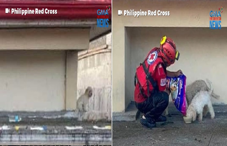 Mga asong naiwan sa bubungan ng bahay na nalubog sa baha, binalikan at pinakain ng rescuers