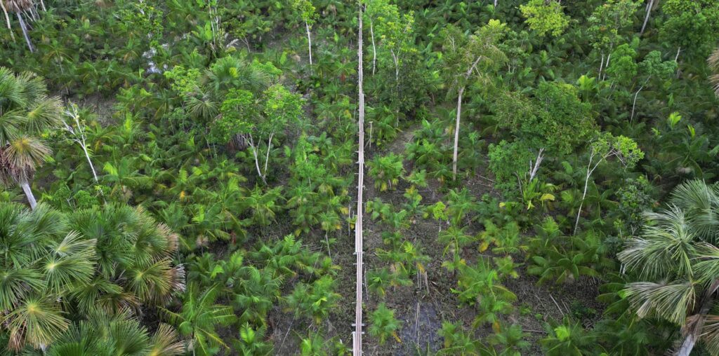 More than one in three tree species at risk of extinction: Report