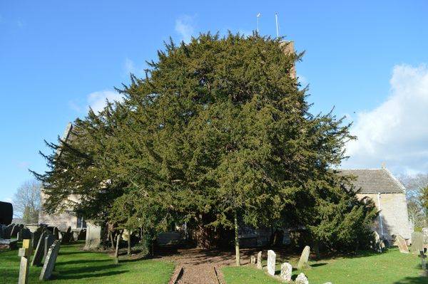 Much Marcle Ancient Yew