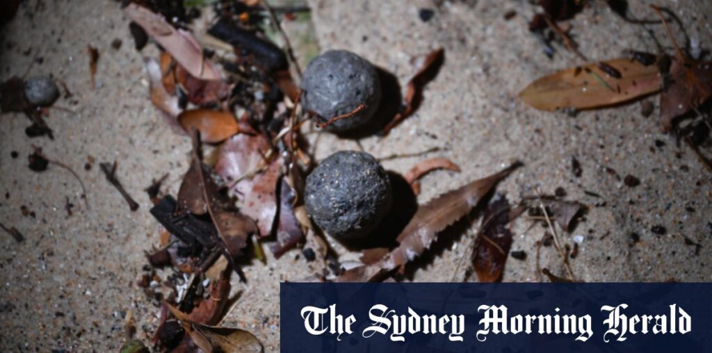 Mysterious black grime balls wash up on popular Sydney beach