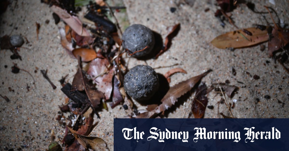 Mysterious black grime balls wash up on popular Sydney beach