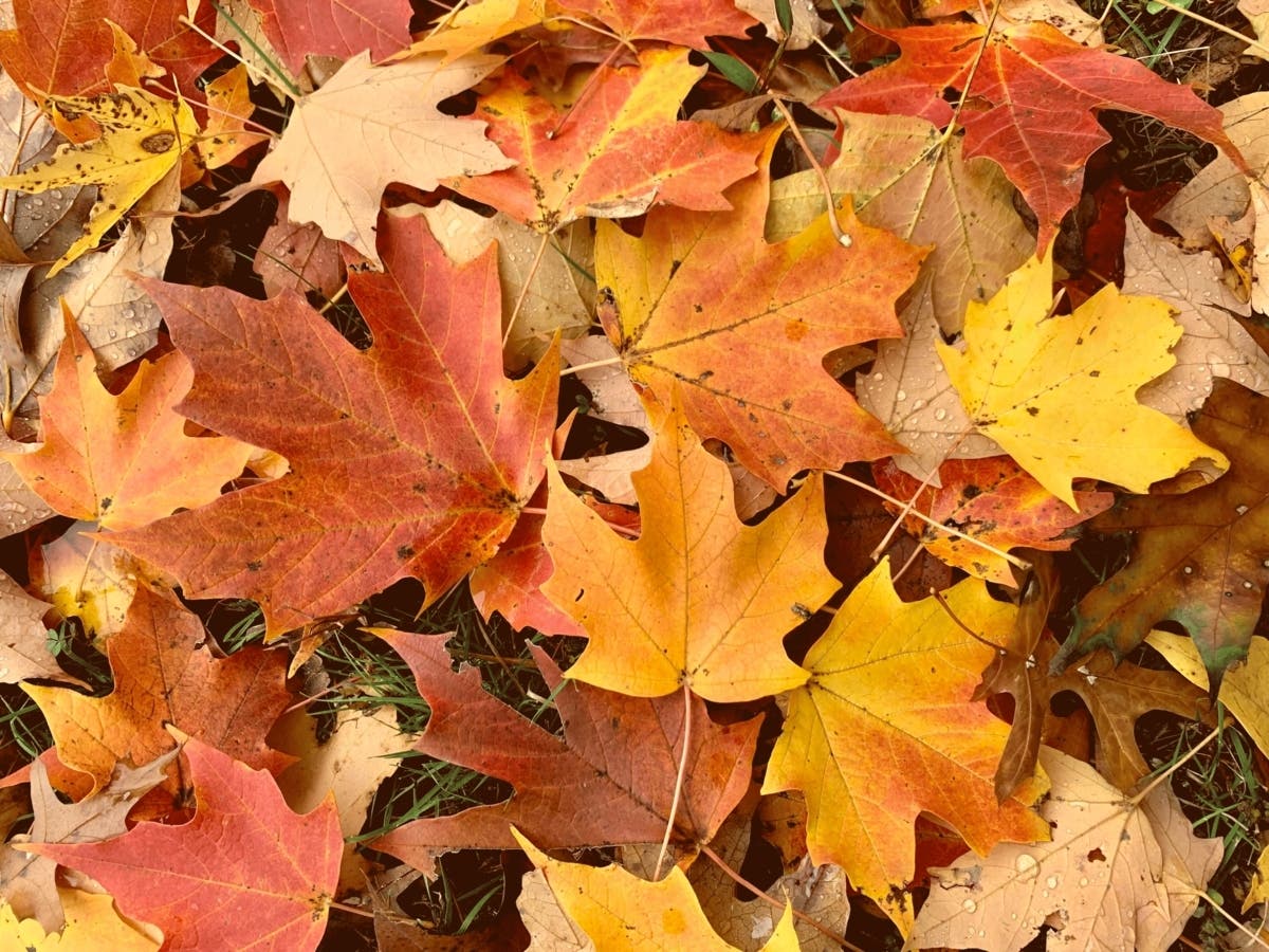 North Andover 2024 Fall Leaf Pickup Schedule Released