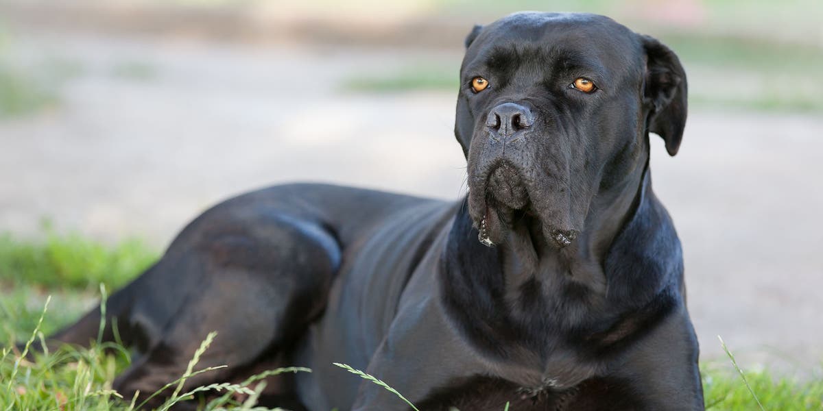 Owner needed plastic surgery after Cane Corso turned on her during dog attack