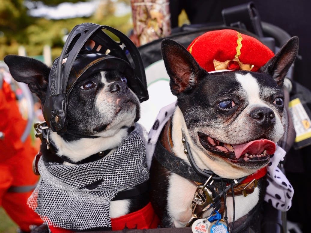 Pet Parades Bring Costumed Canines, Cats To Downtown Naperville