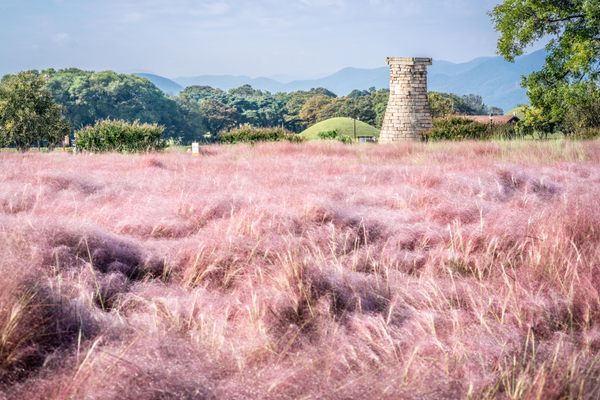 Pink Muhly Grass