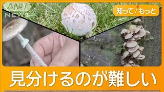 Poisonous Mushrooms Spread: Chiba Park Hosts Deadly Varieties