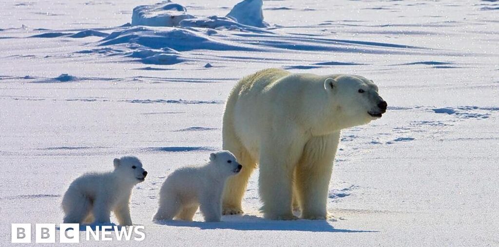 Polar bears face higher risk of disease in a warming Arctic