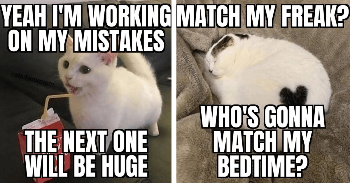 Pre-Work Week Whimsy: 23 Hilarious Cat Memes to Get You Primed and Ready to Jump into Your Job Like a Cat