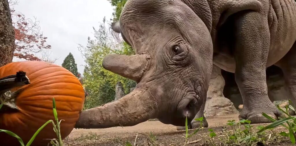 A rhinoceros curiously examines an orange pumpkin on the ground. The rhino's horn and large body are prominent, with a backdrop of trees and dirt. The scene captures an autumnal feel in a natural setting.