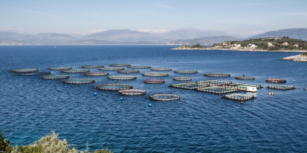 Salmon farming and tech – level 1 – News in Levels