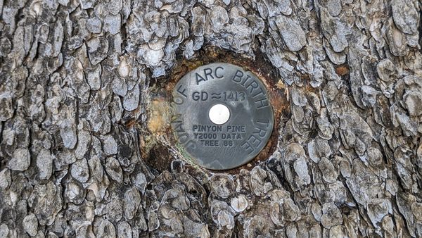 Sandia Medallion Trees