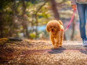 Senior Living: Saying goodbye to a pet is never easy