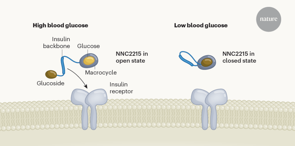 Smart insulin switches itself off in response to low blood sugar