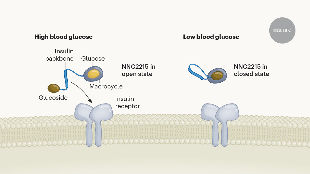 Smart insulin switches itself off in response to low blood sugar