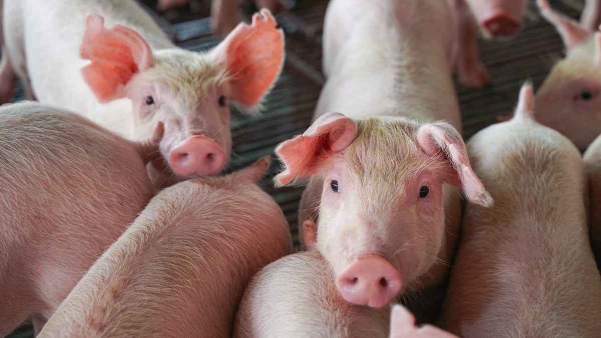 Smuggled hogs seized in Dumanjug, Cebu