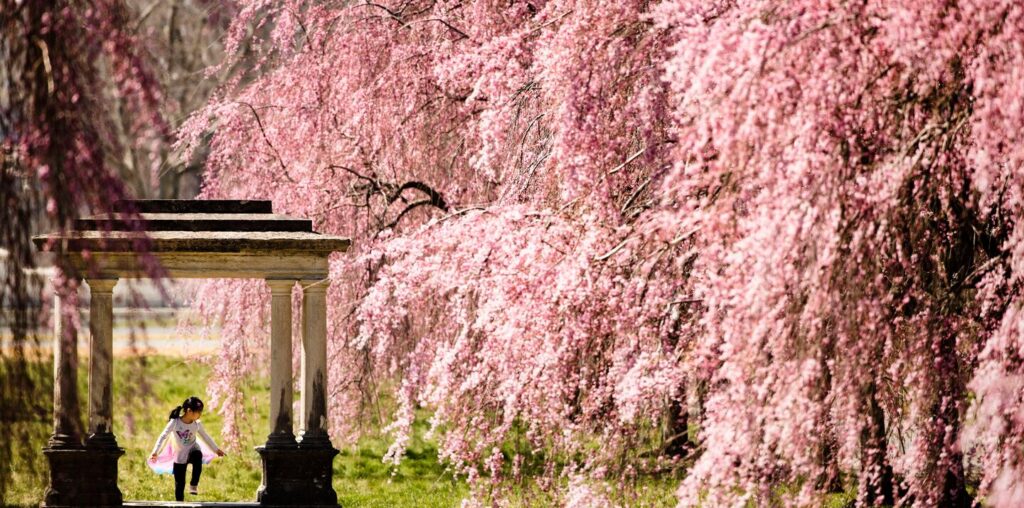 Spring blossoms - The Boston Globe