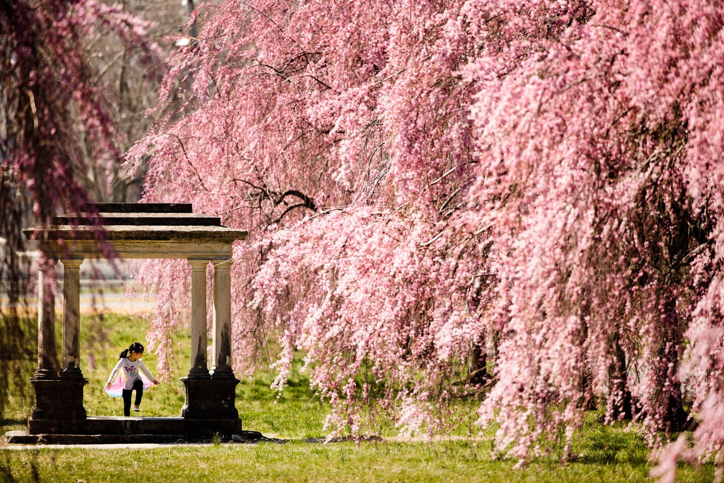 Spring blossoms – The Boston Globe