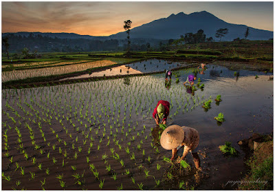 Strobist: SLC-1L-11: Planting Rice at Sunrise