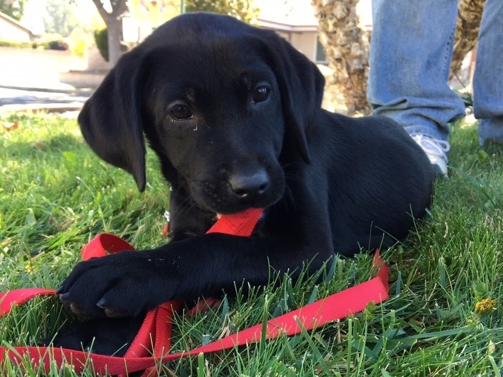 Telemedicine Service For Davis Pet Owners Offered By SPCA