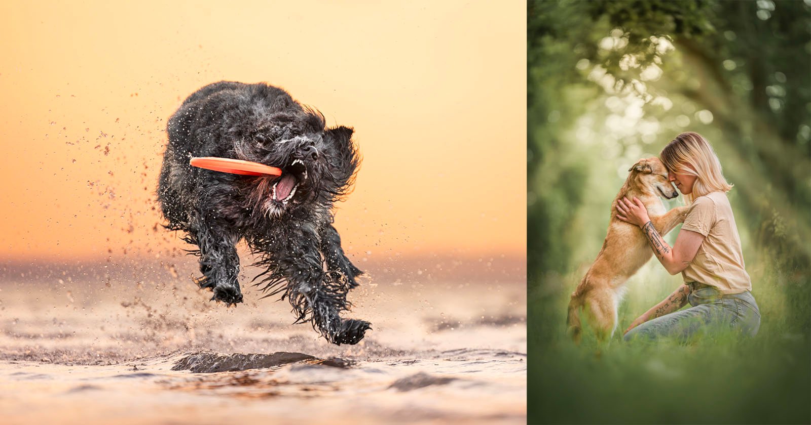 The 2024 Dog Photography Awards Showcases Ace Pet Photographers