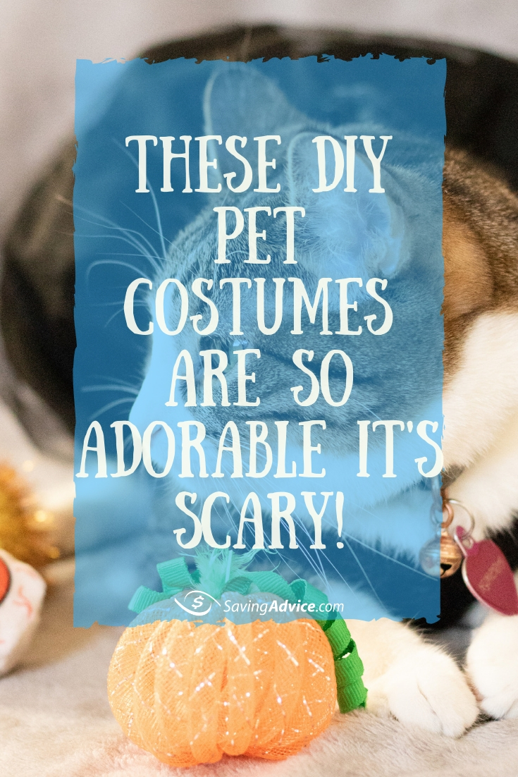 These DIY Pet Costumes Are So Adorable It’s Scary!