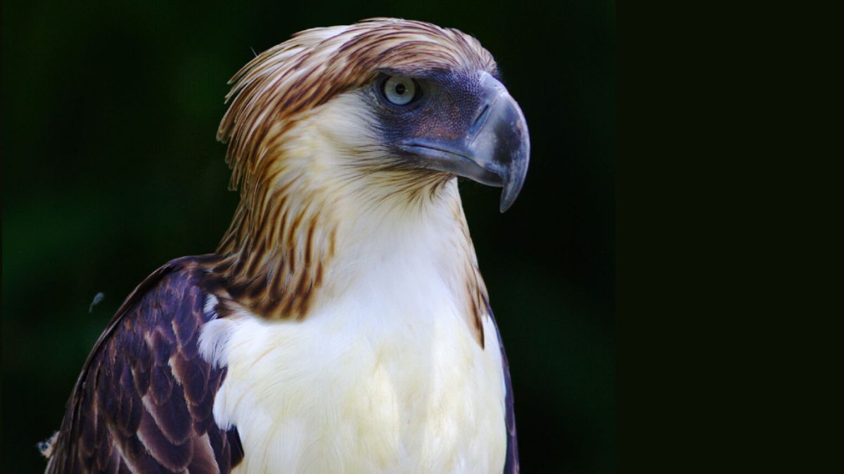 Tribal leader devotes life to safeguarding the Philippines’ rare and iconic national bird