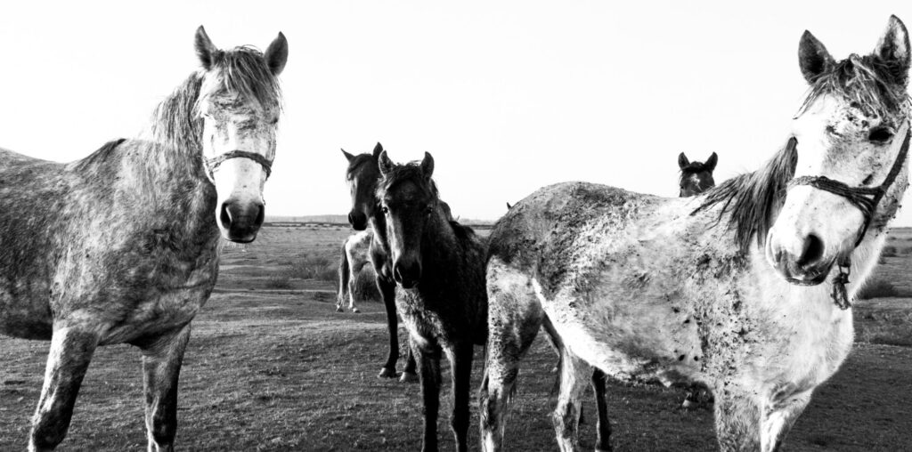 Understanding light and shadow in black-and-white photography