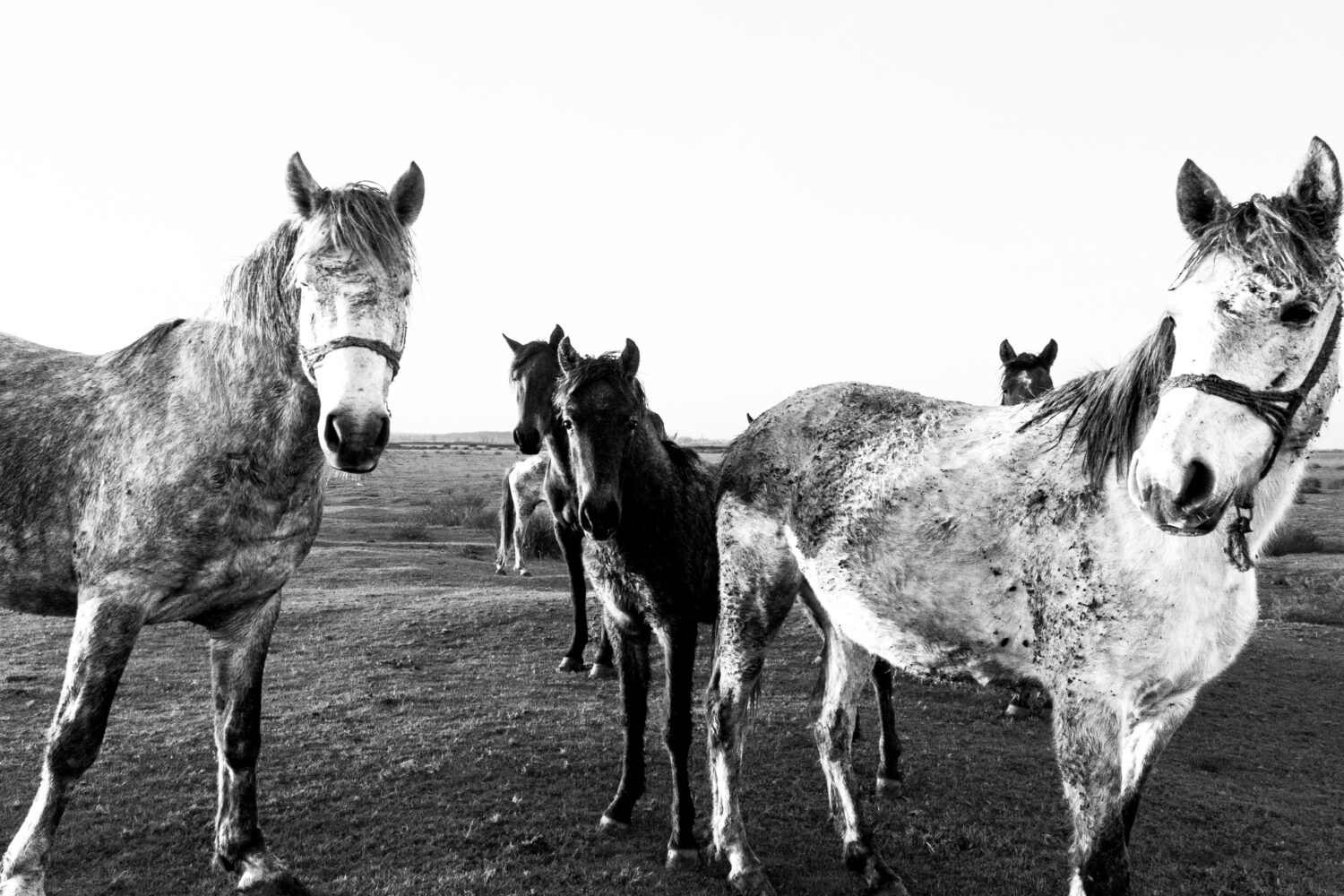 Understanding light and shadow in black-and-white photography