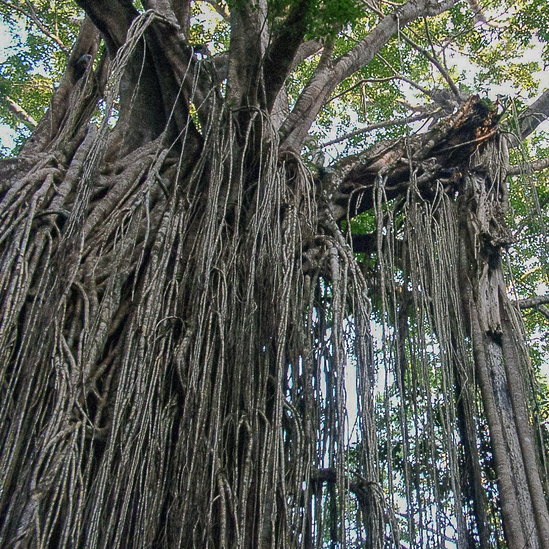 Using the Strangler Fig with Mobile Apps