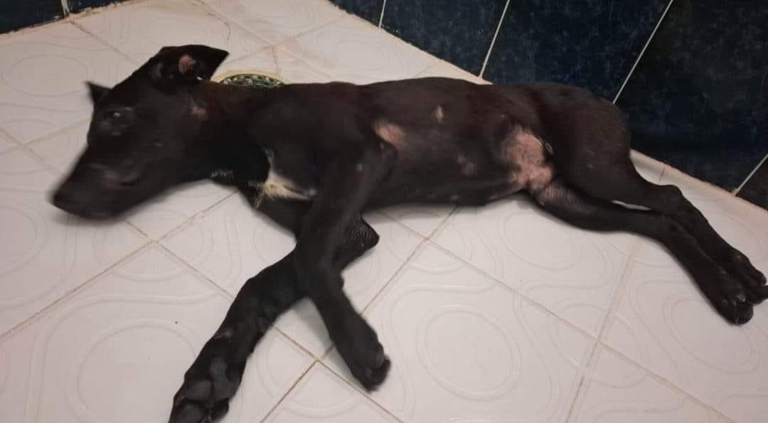 Vinculan a proceso a agresor de cachorro en Torreón