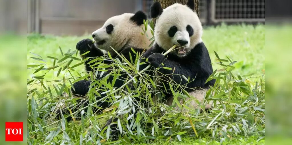 Washington's National Zoo welcomes two giant Pandas from China - Times of India