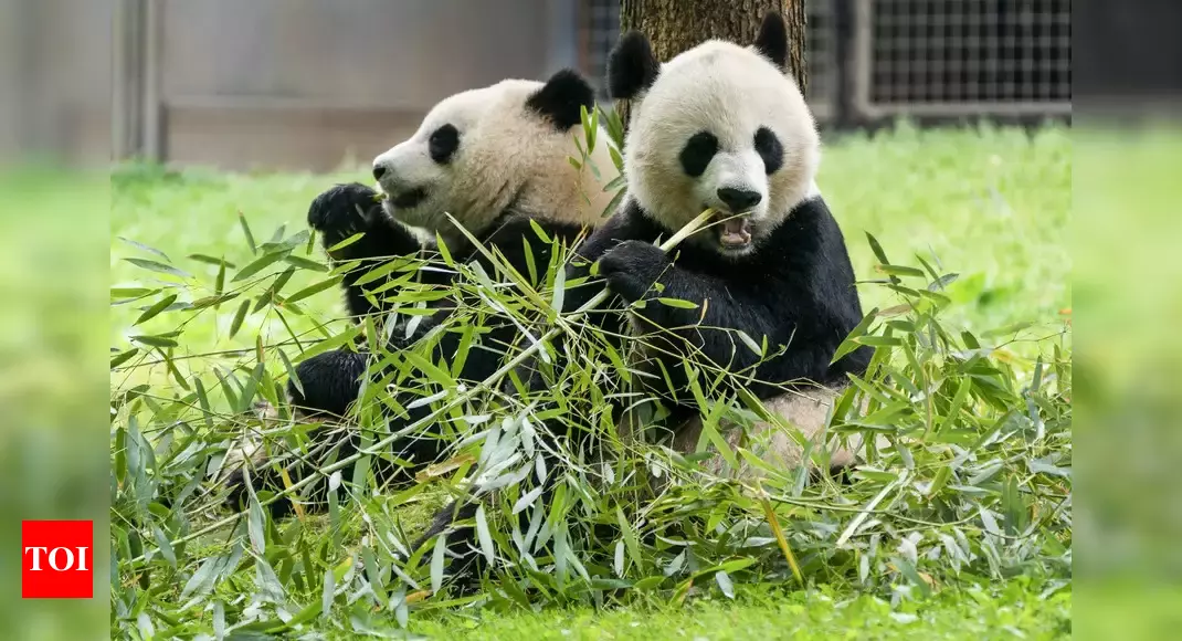 Washington’s National Zoo welcomes two giant Pandas from China – Times of India