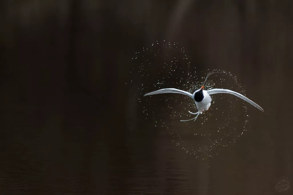 Water Heart, Birds in Flight and Auroras!