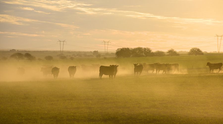 Welsh farmers fined £20k and banned from keeping animals – Farmers Guide