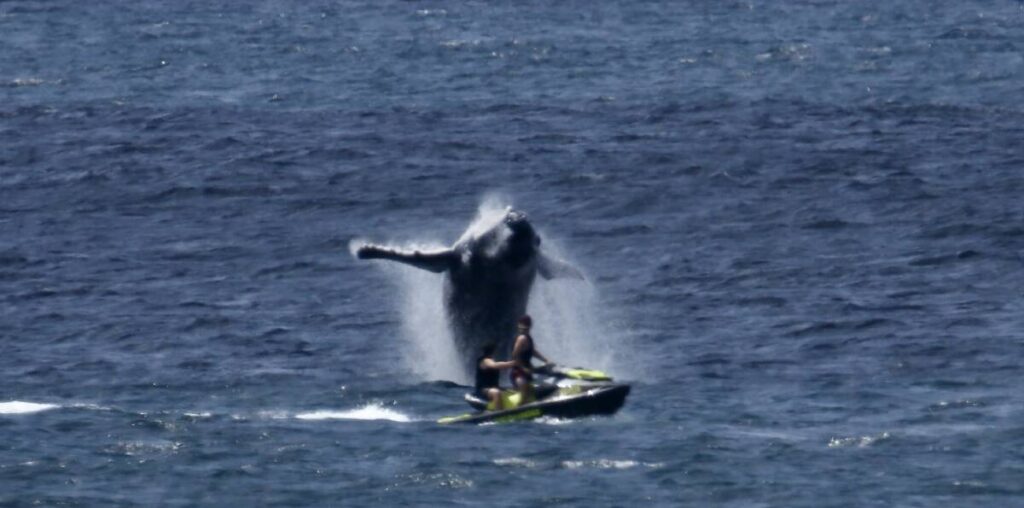 Whale appears to 'strike back' after jet ski harassment