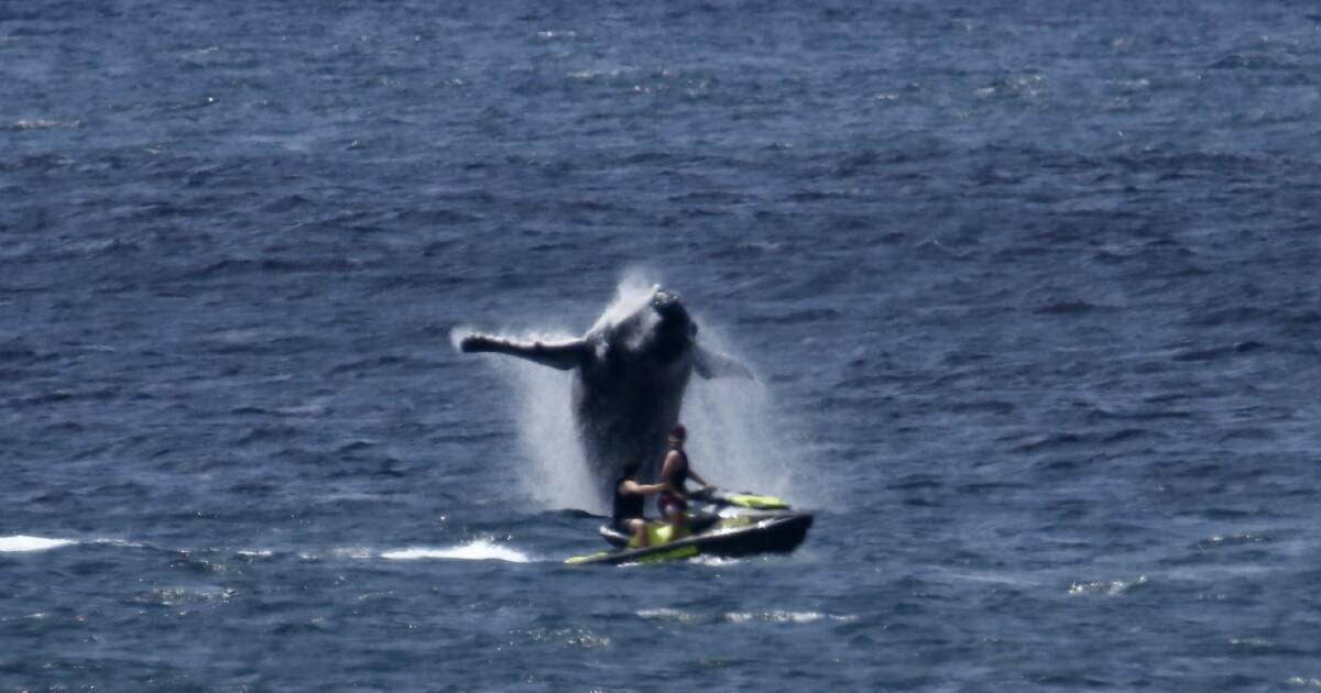 Whale appears to ‘strike back’ after jet ski harassment