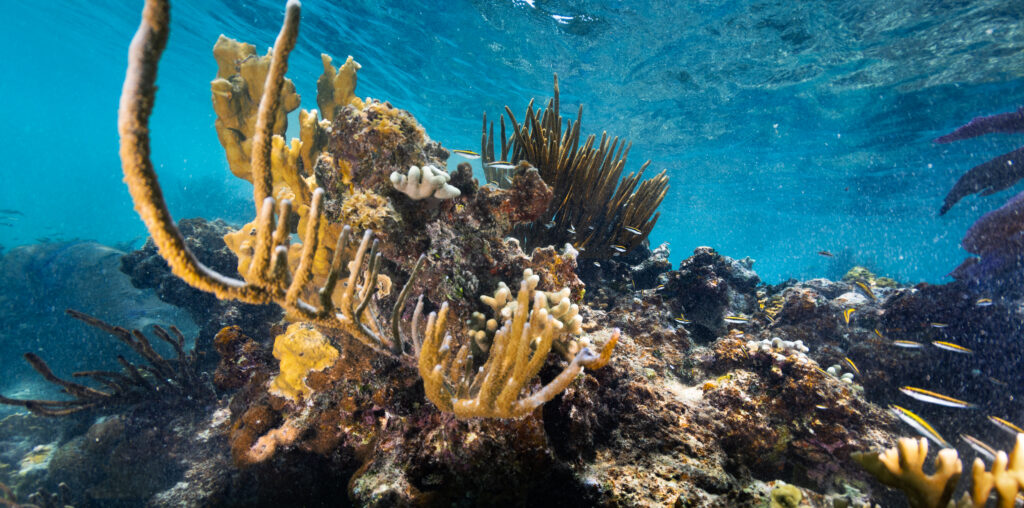 An underwater image of a juvenile black, white, and yellow-striped Bluehead wrasse fish dart in and out of a reef, composed of yellow fire coral (Millepora complanate, back left), branching finger coral (Porites furcate, front left), and various species of sea rods and sea fans. This coral reef sits in the waters of Playa Melones, Puerto Rico.