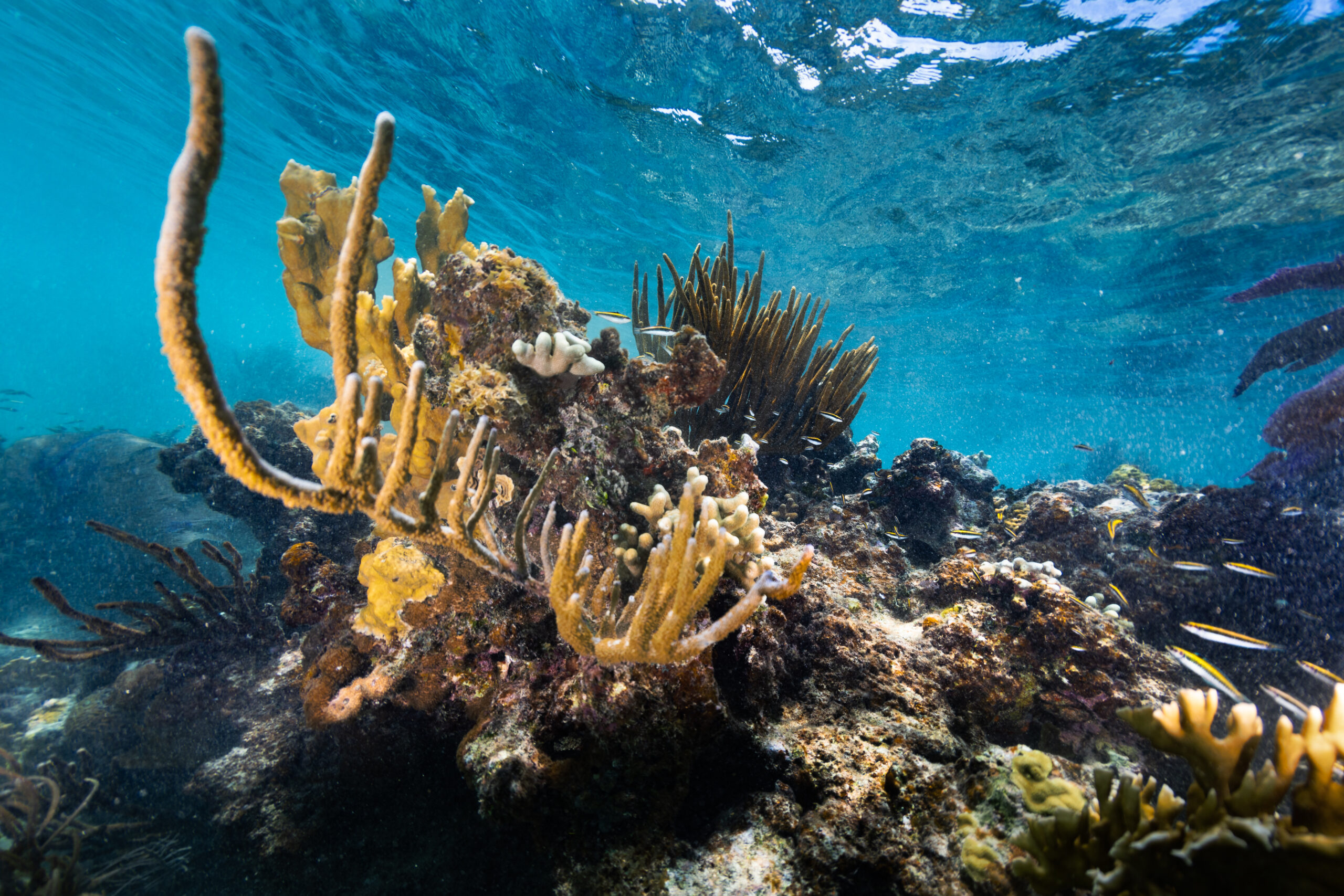 What is a Coral Reef? – NASA