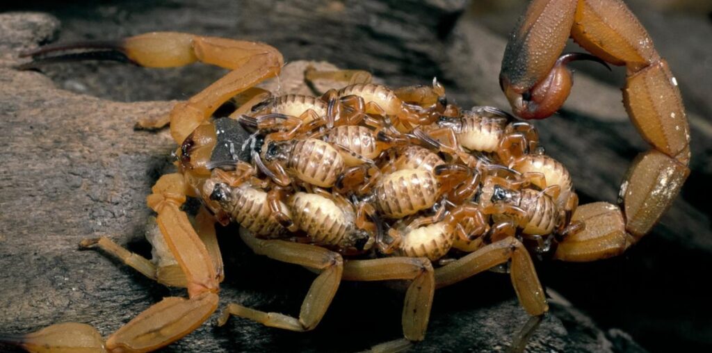 Woman shocked to find killer scorpion in her home