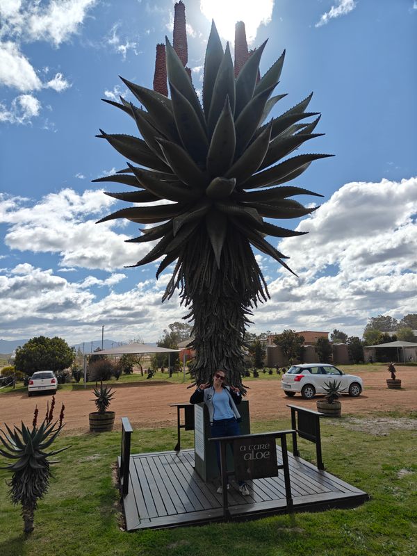 World’s largest aloe statue