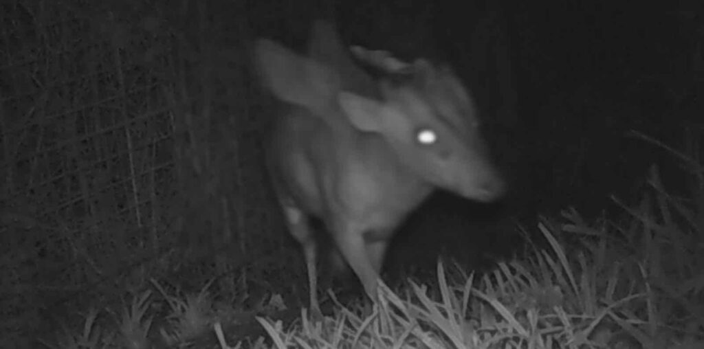 Zoo Experts Stumped by 'Mysterious Creature' on Night Cam